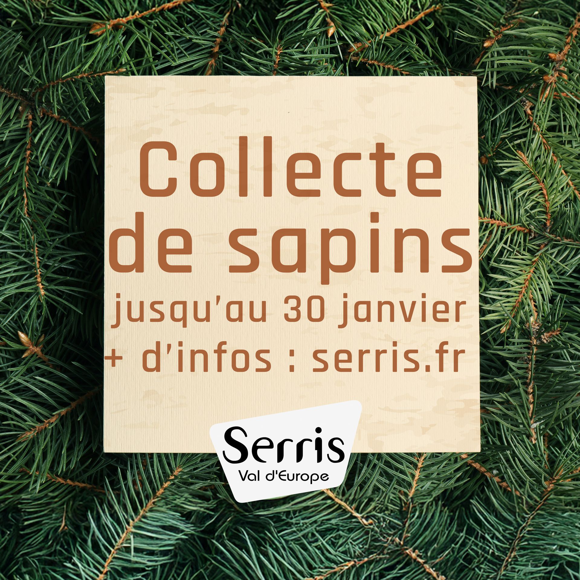 25 Sapins à piquer – NOCH 32830 – N/Z
