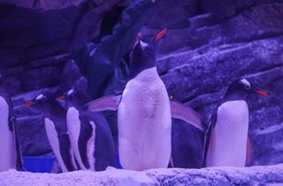 Les pingouins ont pris leur quartier au Sealife 